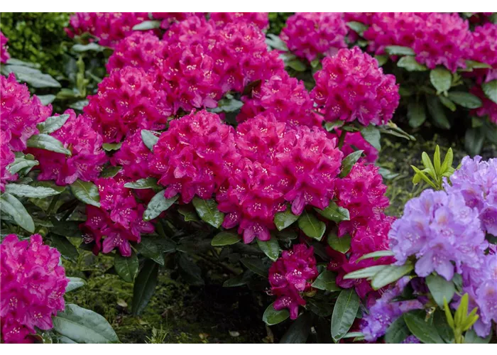 Rhododendron und Azaleen Rhododendron und Azaleen