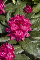  - Rhododendron 'Nova Zembla'