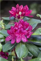  - Rhododendron 'Nova Zembla'