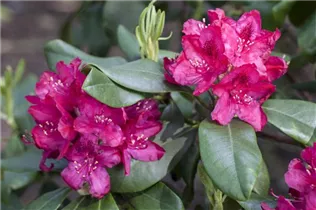  - Rhododendron 'Nova Zembla'