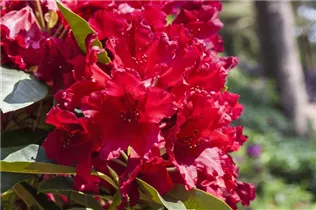  - Rhododendron 'Nova Zembla'