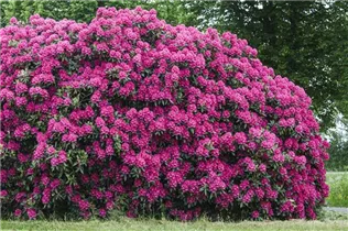  - Rhododendron 'Nova Zembla'