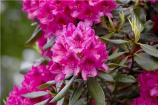  - Rhododendron 'Nova Zembla'