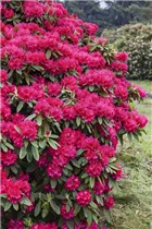 - Rhododendron 'Nova Zembla'