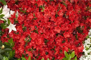  - Rhododendron obtusum