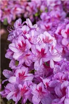  - Rhododendron obtusum