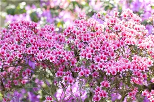  - Rhododendron obtusum