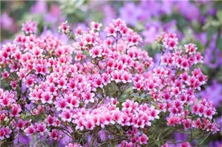  - Rhododendron obtusum