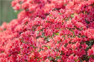  - Rhododendron obtusum