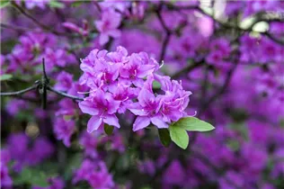 - Rhododendron 'Praecox'  - Rhododendron 'Praecox'