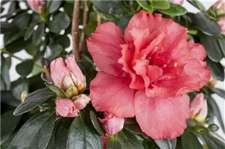 Indische Azalee - Rhododendron simsii