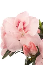 Indische Azalee - Rhododendron simsii