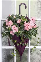 Indische Azalee - Rhododendron simsii