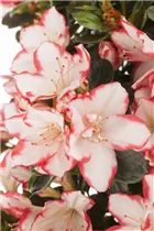 Indische Azalee - Rhododendron simsii