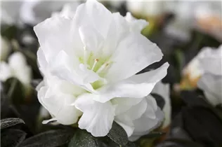 Indische Azalee - Rhododendron simsii