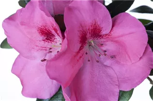Indische Azalee - Rhododendron simsii
