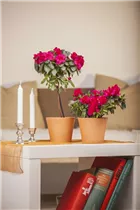 Indische Azalee - Rhododendron simsii