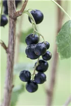 - Ribes nigrum Lowberry® 'Little Black Sugar'  - Ribes nigrum Lowberry® 'Little Black Sugar'