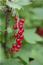  - Ribes rubrum
