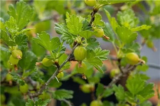  - Ribes uva-crispa 'Hinnonmäki'