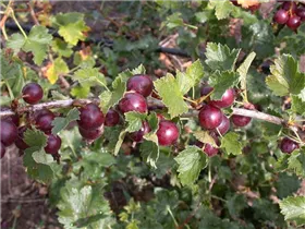  - Ribes x nidigrolaria 'Jochina'