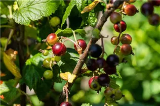  - Ribes x nidigrolaria