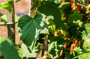  - Ribes x nidigrolaria