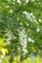  - Robinia pseudoacacia