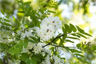  - Robinia pseudoacacia