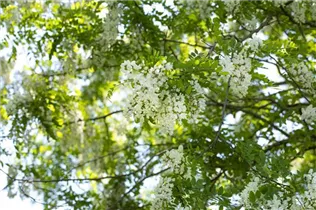  - Robinia pseudoacacia