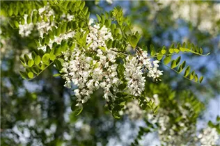  - Robinia pseudoacacia