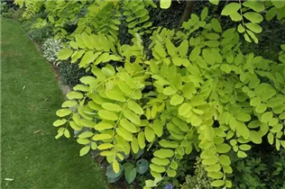  - Robinia pseudoacacia