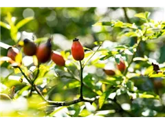 Hundsrose - Rosa canina Hundsrose - Rosa canina