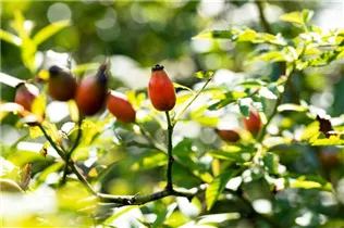 Hundsrose - Rosa canina Hundsrose - Rosa canina