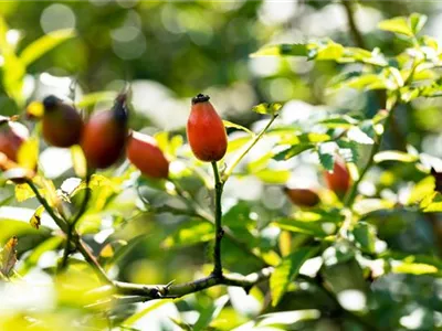 Hundsrose - Rosa canina Hundsrose - Rosa canina