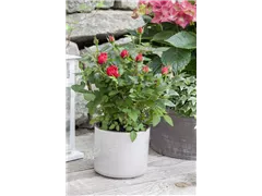 Minirose Kordana® - Rosa Kordana® Minirose Kordana® - Rosa Kordana®