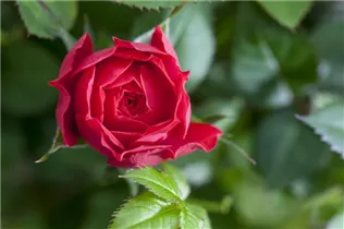 Minirose Kordana® - Rosa Kordana® Minirose Kordana® - Rosa Kordana®