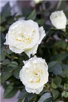 Minirose Kordana® - Rosa Kordana® Minirose Kordana® - Rosa Kordana®