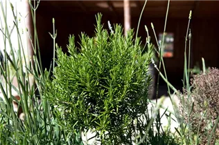  - Rosmarinus officinalis