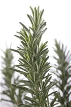  - Rosmarinus officinalis