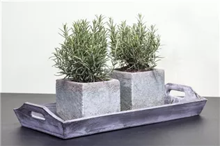  - Rosmarinus officinalis