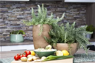  - Rosmarinus officinalis