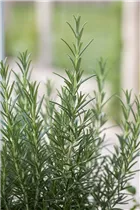  - Rosmarinus officinalis