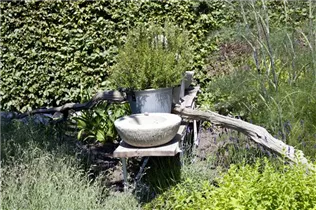  - Rosmarinus officinalis