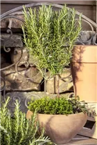  - Rosmarinus officinalis