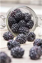 - Rubus fruticosus  - Rubus fruticosus