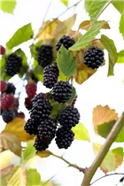 - Rubus fruticosus  - Rubus fruticosus