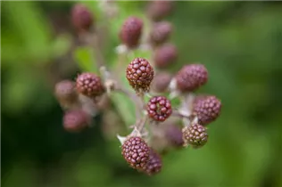 - Rubus fruticosus  - Rubus fruticosus