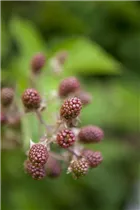 - Rubus fruticosus  - Rubus fruticosus