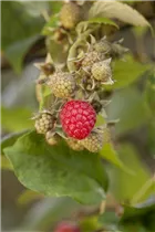  - Rubus idaeus
